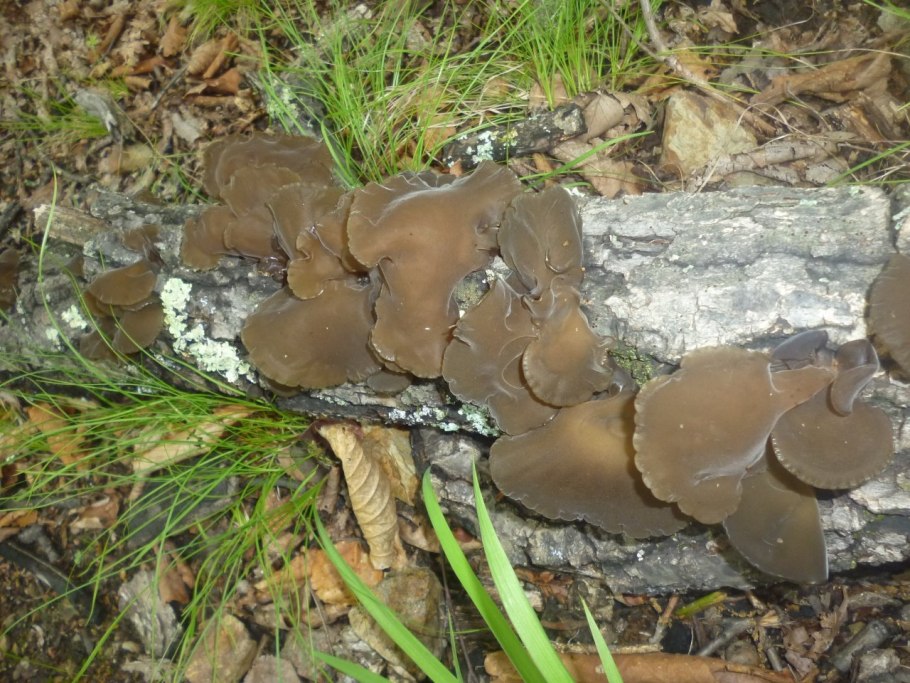 Грибы Липовки Приморский край