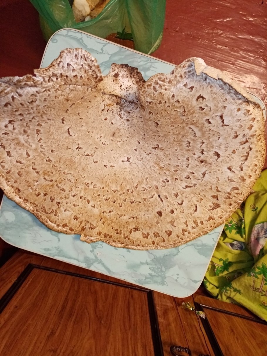 Трутовик пестрый чешуйчатый