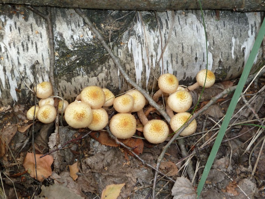 Грибы Липовки Приморский край