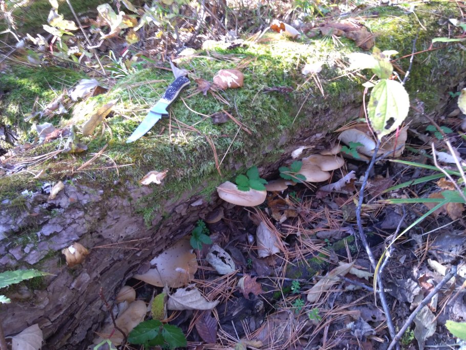 Гриб Липовка