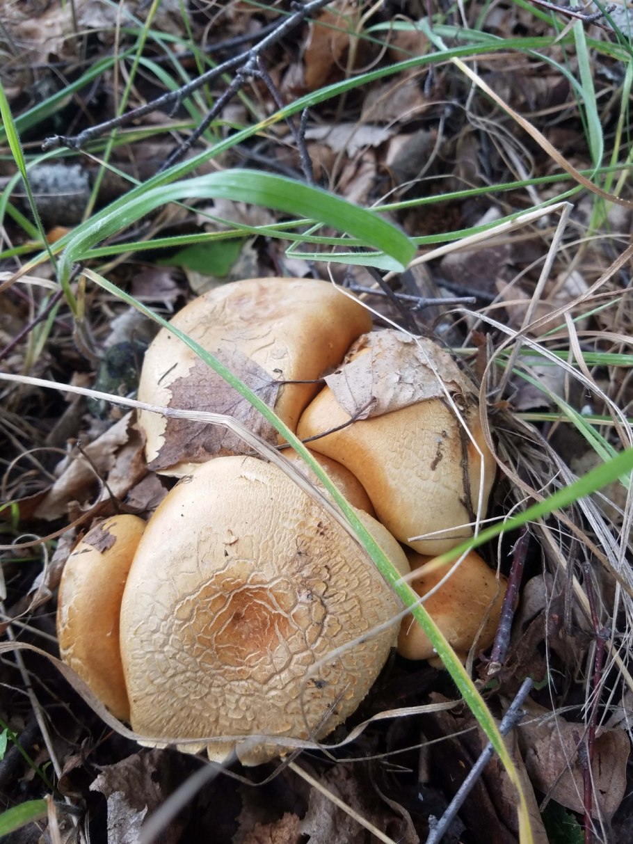 Паутинник желтый (Cortinarius Triumphans)