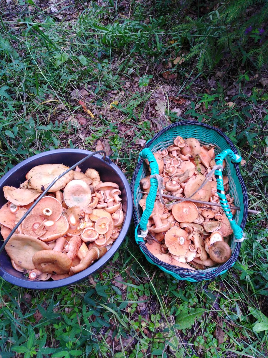 Грибы в сентябре