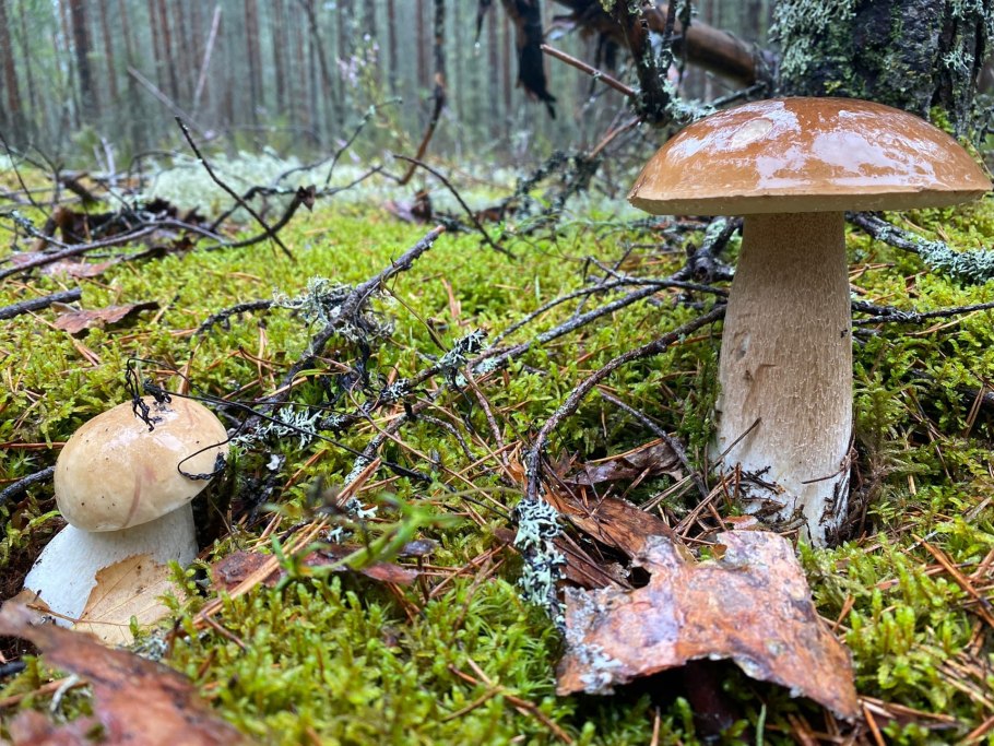 Съедобные грибы-опята Приморского края