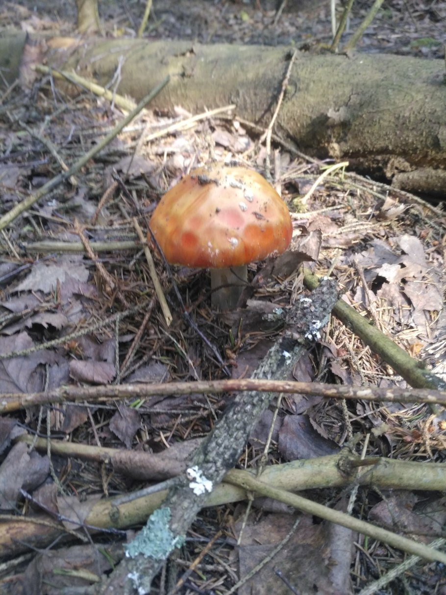 Свинорой гриб