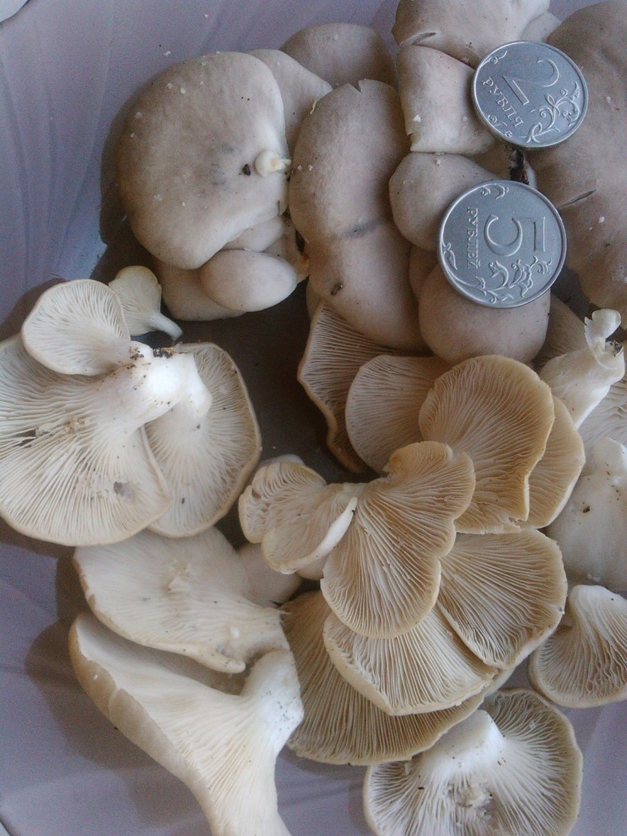 Вешенка легочная Pleurotus pulmonarius