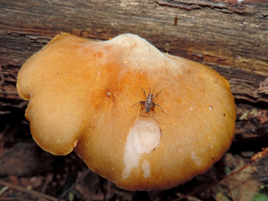 Гриб Липовик Приморский край