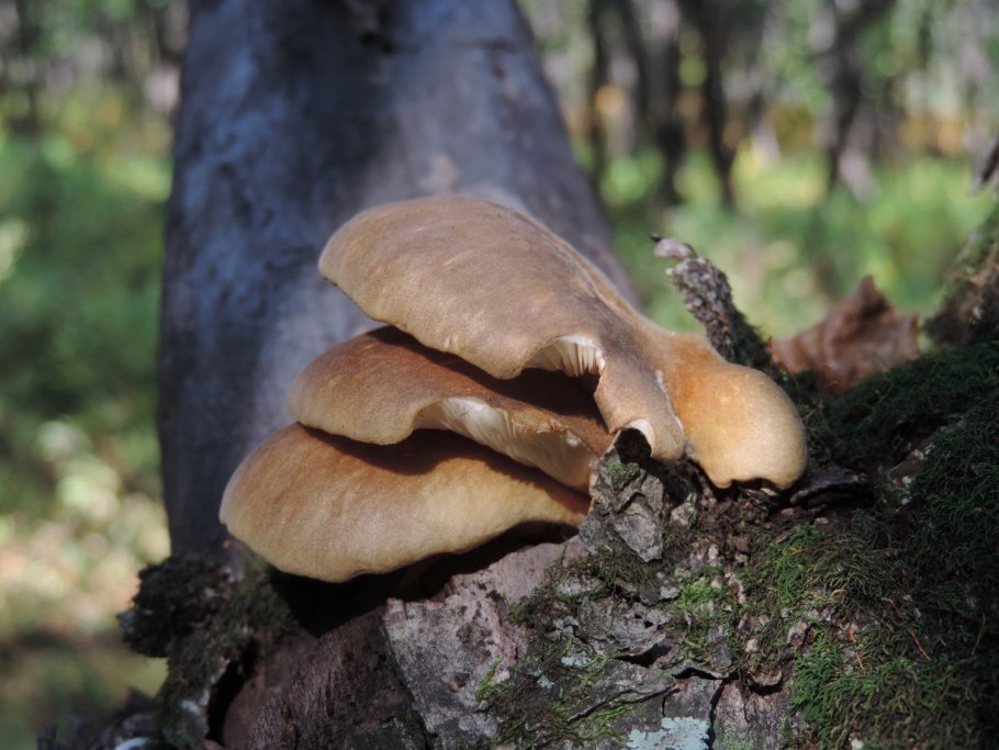 Панеллюс поздний гриб