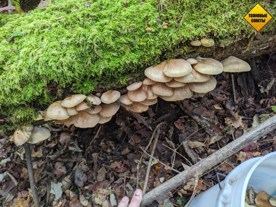 Липовки грибы