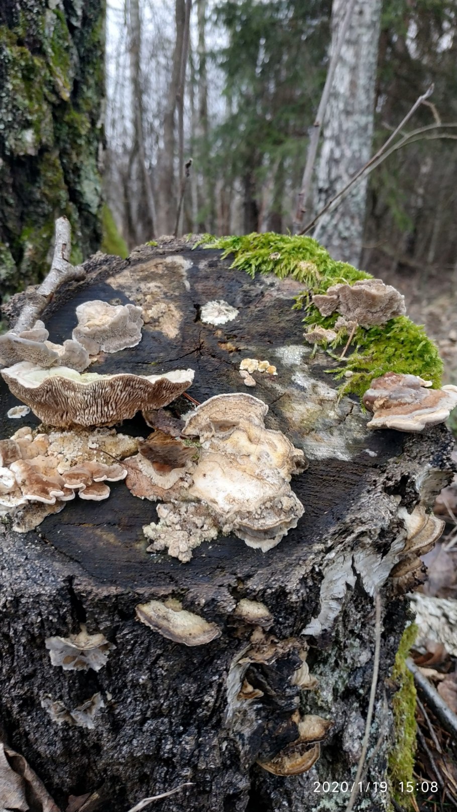 Лензитес березовый