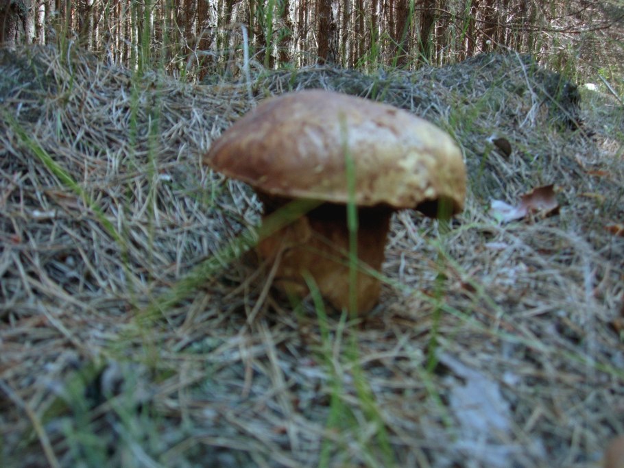 Гриб Липовка