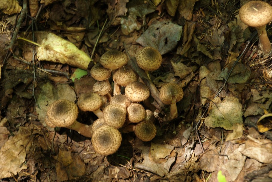 Гриб Липовик Приморский край