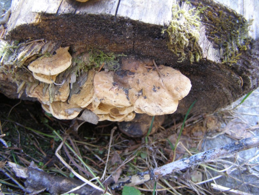 Глеофиллум пахучий