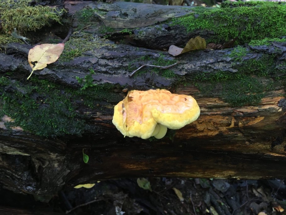 Норвегия 1988 год. Грибы