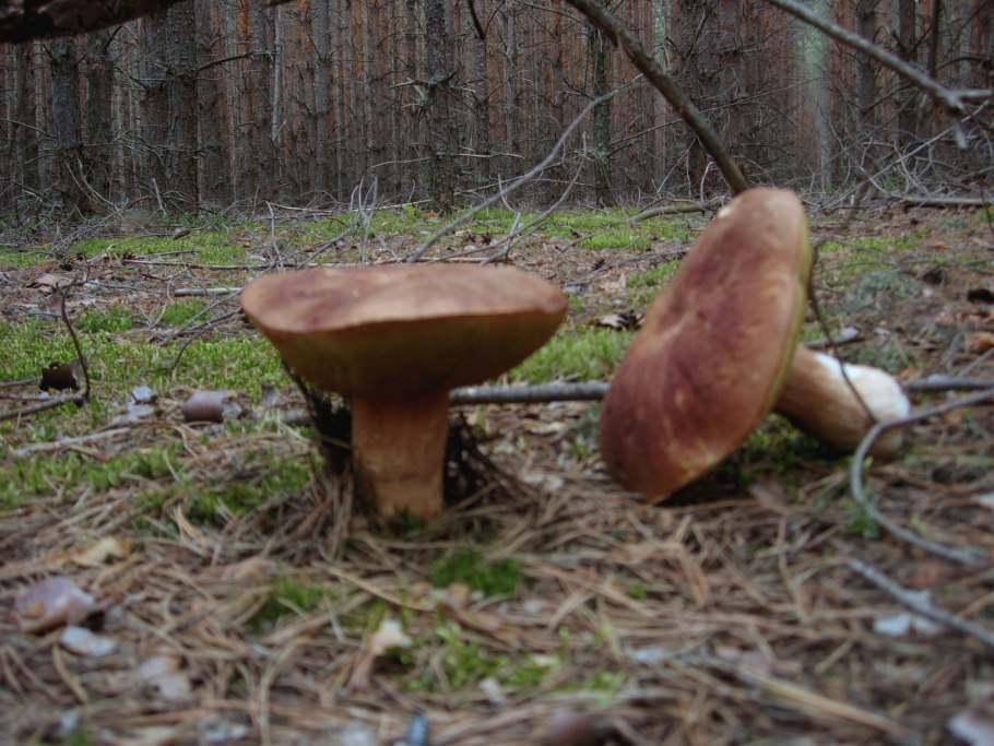 Липовик Ольховик