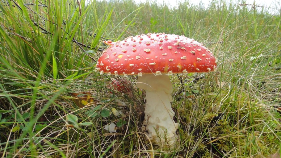 Грибы Новосибирской области