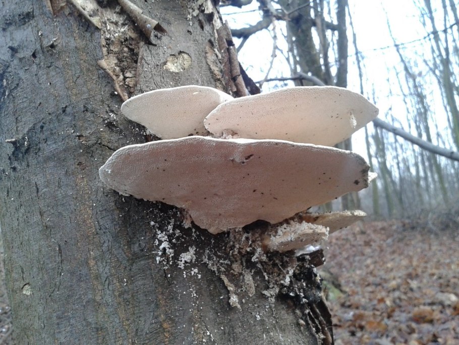 Трутовик горбатый съедобный