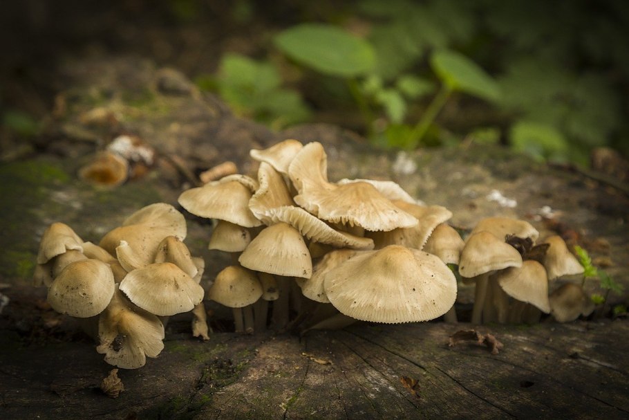 Гусиные лапки грибы фото