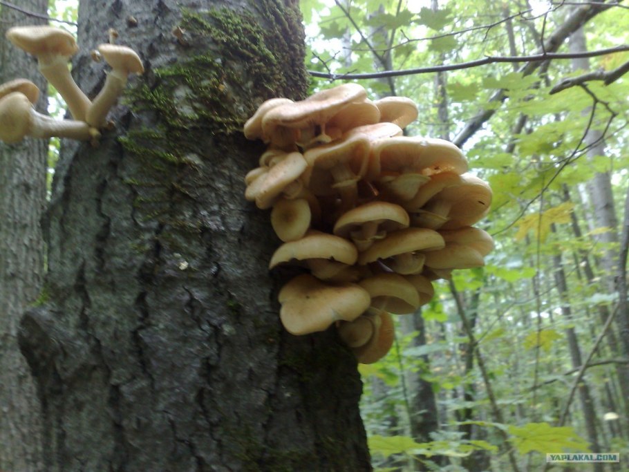 Гриб Липовик Приморский край