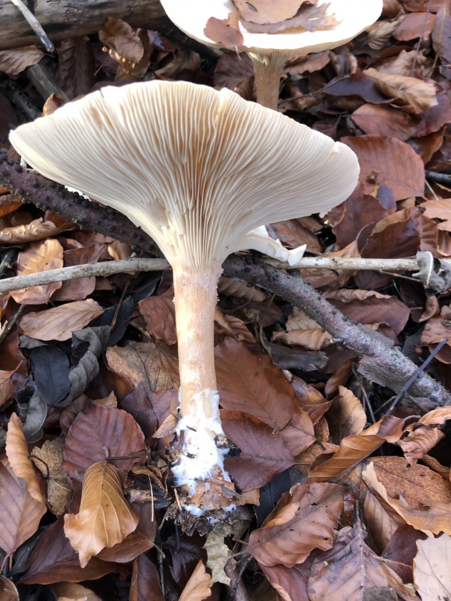 Съедобные грибы пахнущие дустом