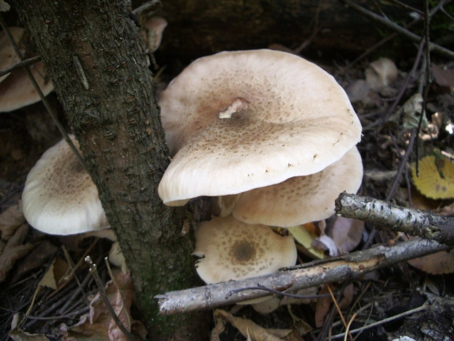 Приморский осенний опенок опёнок