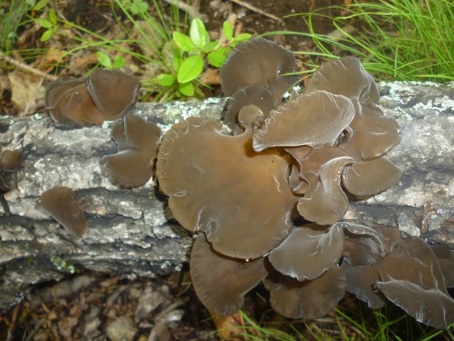 Липовики грибы в Приморском крае