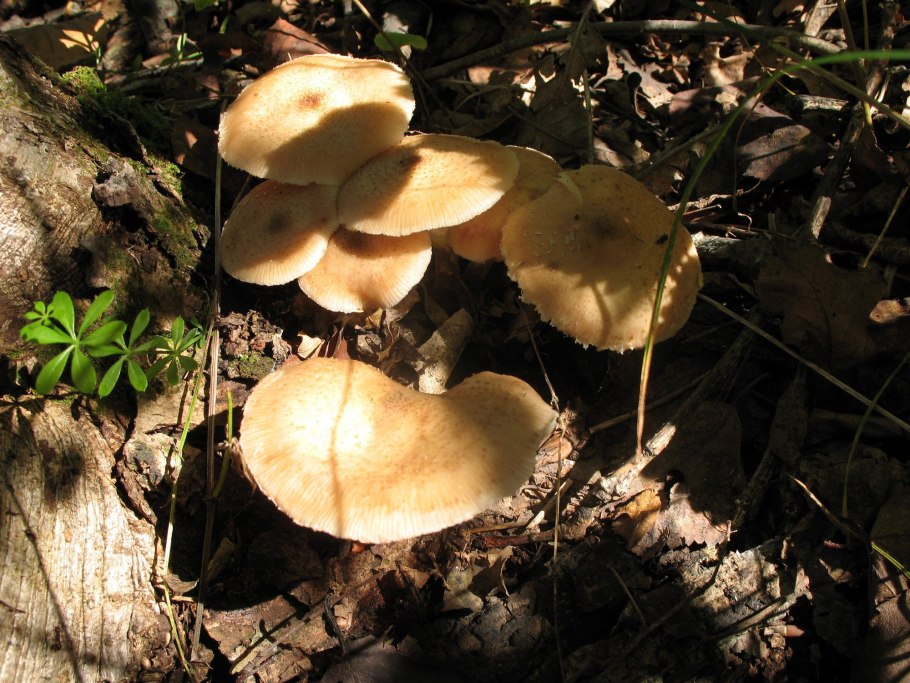 Приморский осенний опенок опёнок