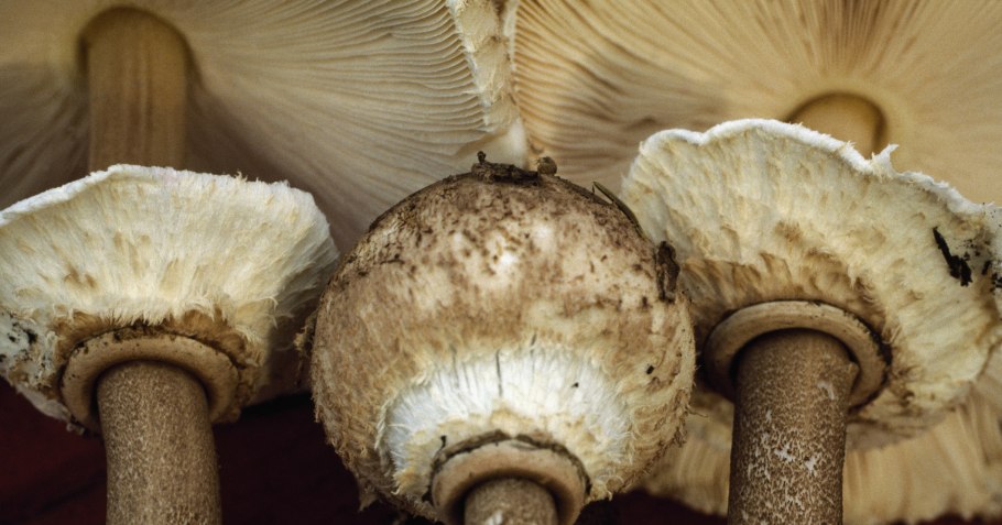 Зонтик пёстрый Macrolepiota procera