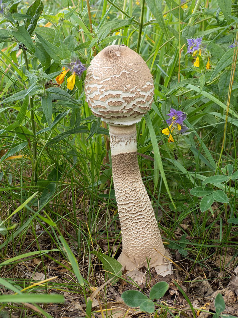 Macrolepiota procera гриб