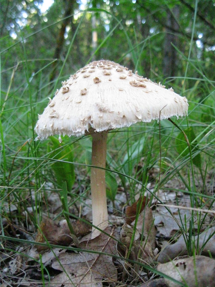 Гриб-зонтик съедобный