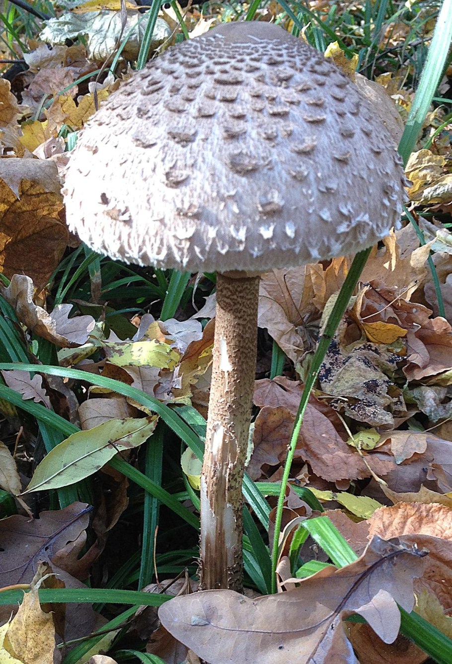 Зонтик пёстрый Macrolepiota procera