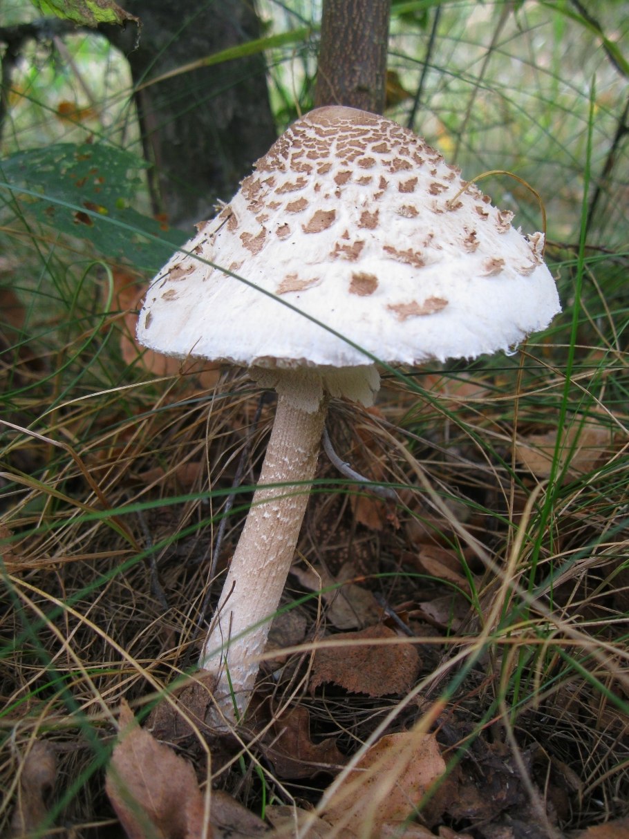 Гриб-зонтик сосцевидный