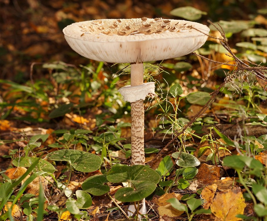 Гриб зонтик пёстрый macrolepiota procera