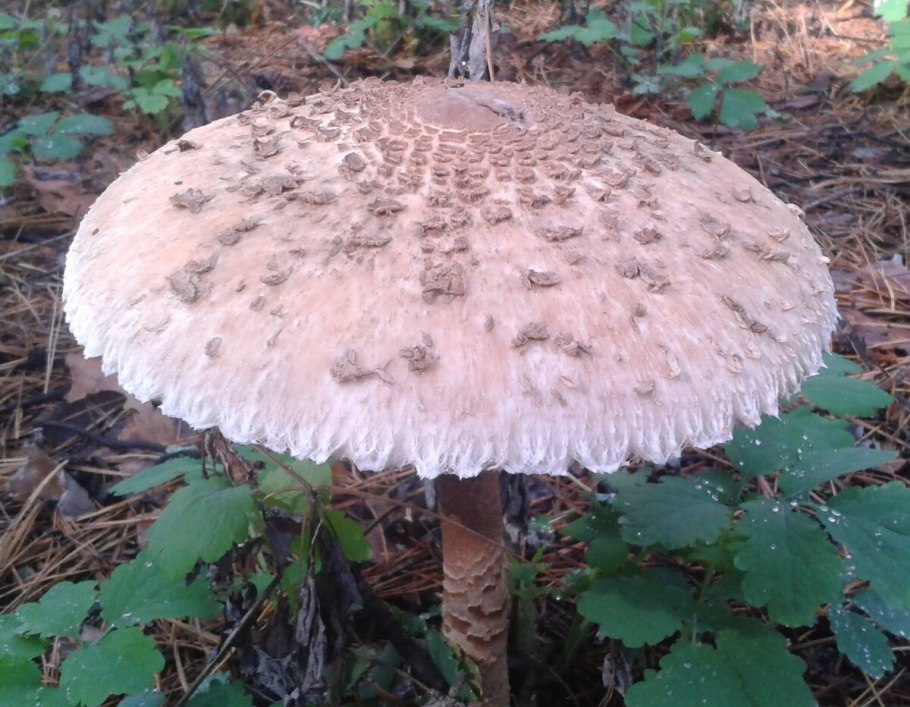 Macrolepiota procera гриб