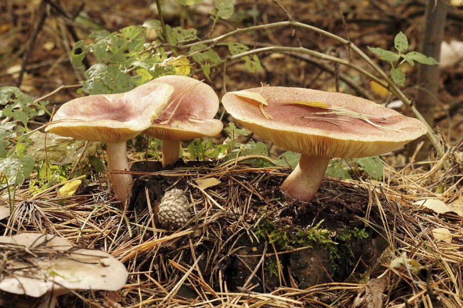 Грибы дорожки фото