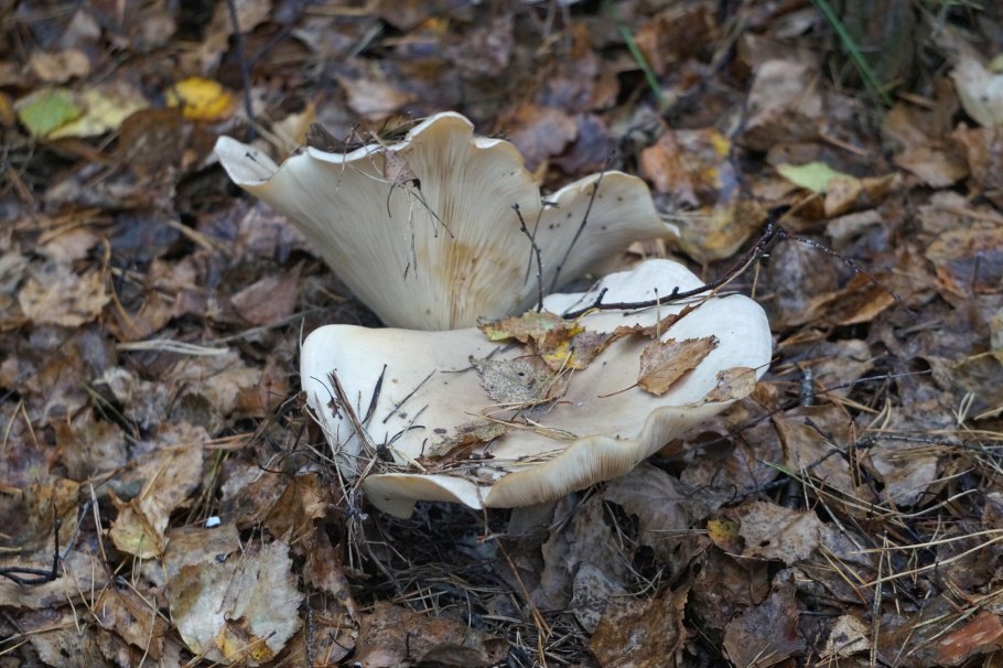 Гриб калоцибе Майский