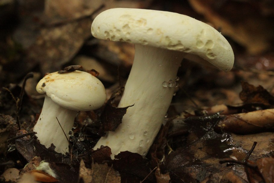 Осенний шампиньон