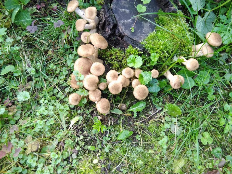 Грибы растущие в саду