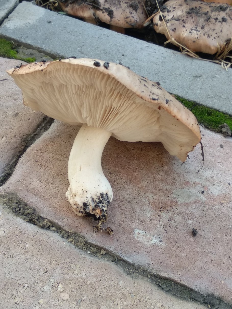 Рядовка резная Tricholoma scalpturatum