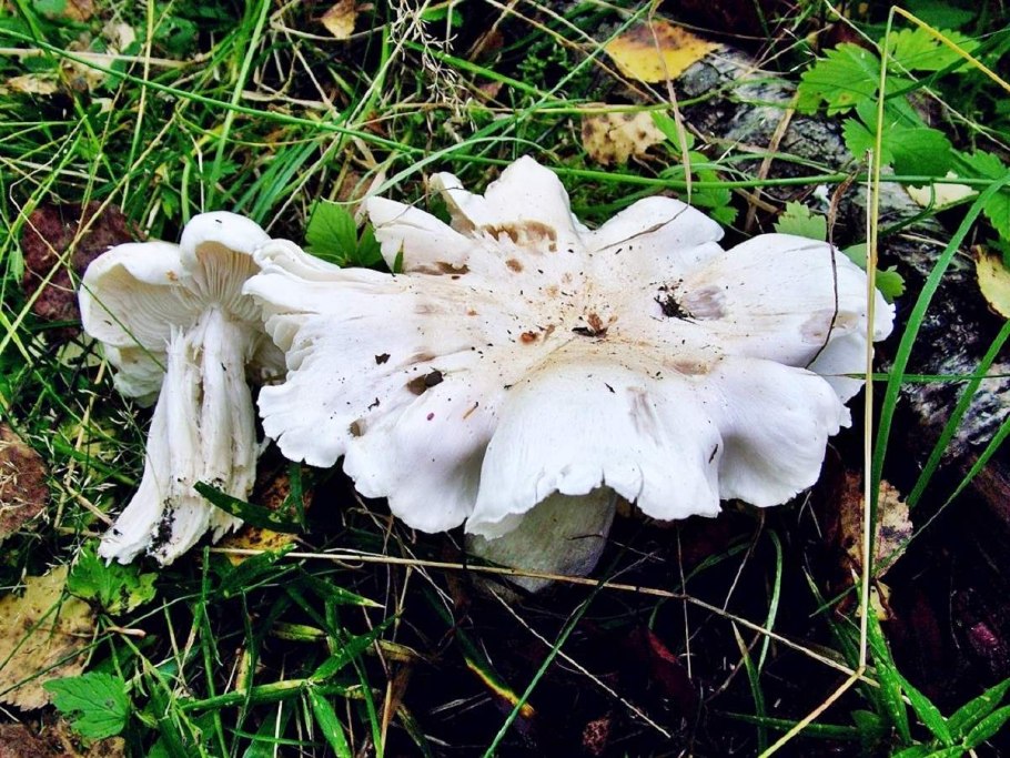 Рядовка Голубиная (лат. Tricholoma columbetta)