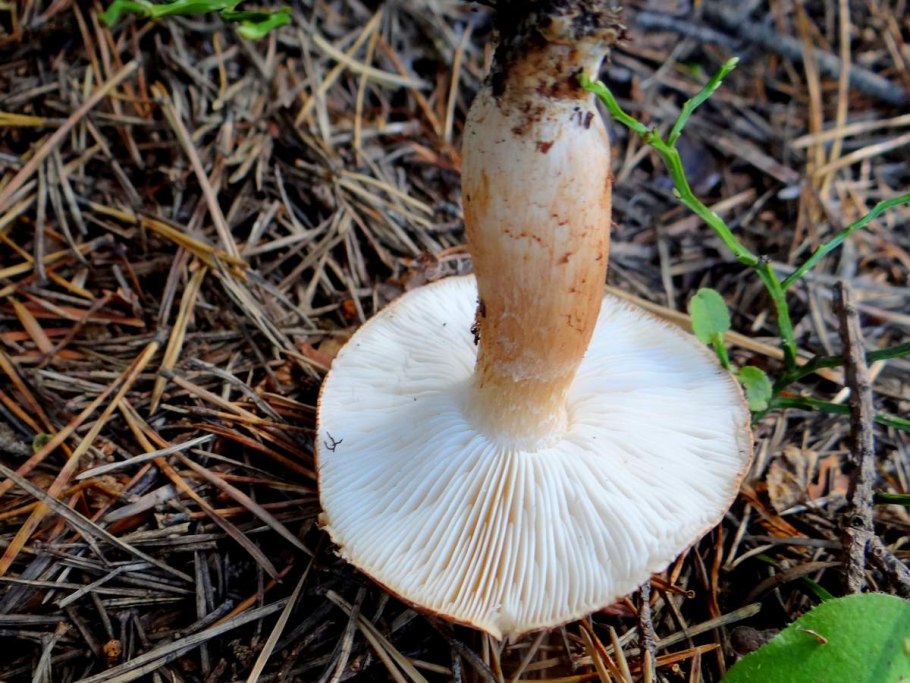 Рядовка Tricholoma albobrunneum