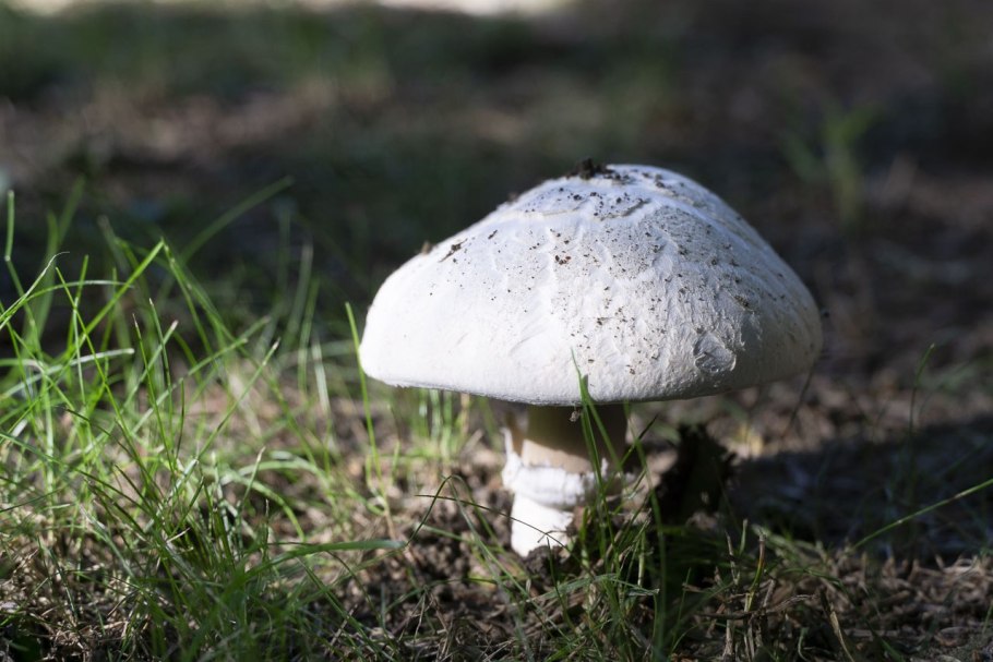 Грибы семейства шампиньоновых