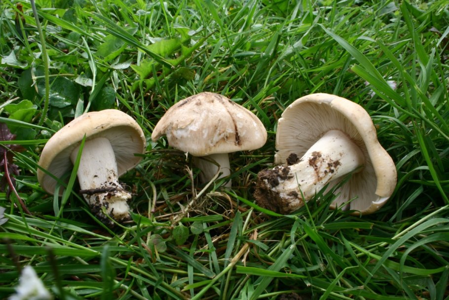 Рядовку землисто-серую (Tricholoma terreum)