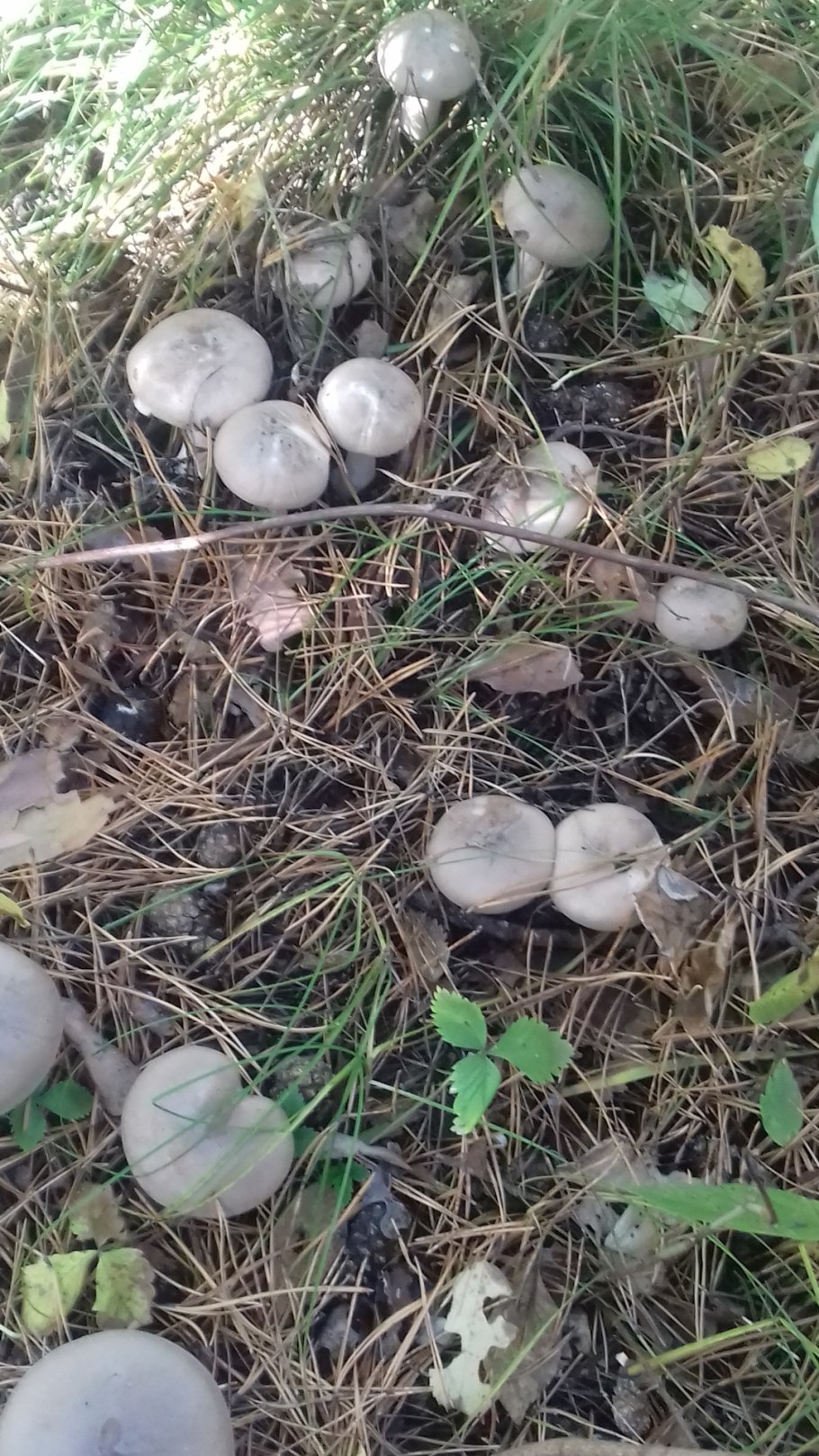 Съедобные грибы Башкирии