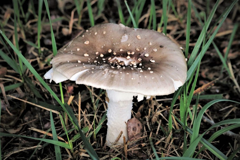 Рядовка погубленная Tricholoma pessundatum
