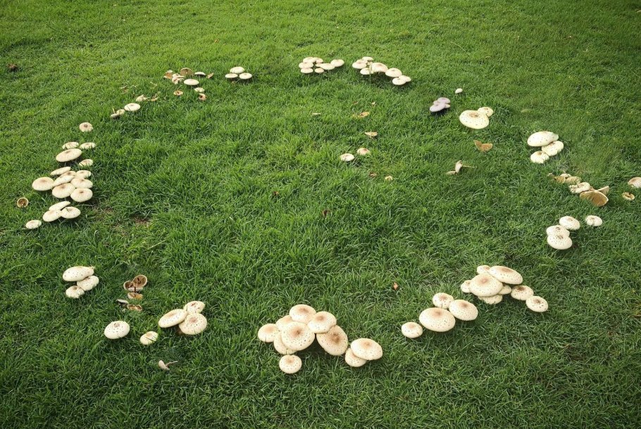 Грибник шампиньон