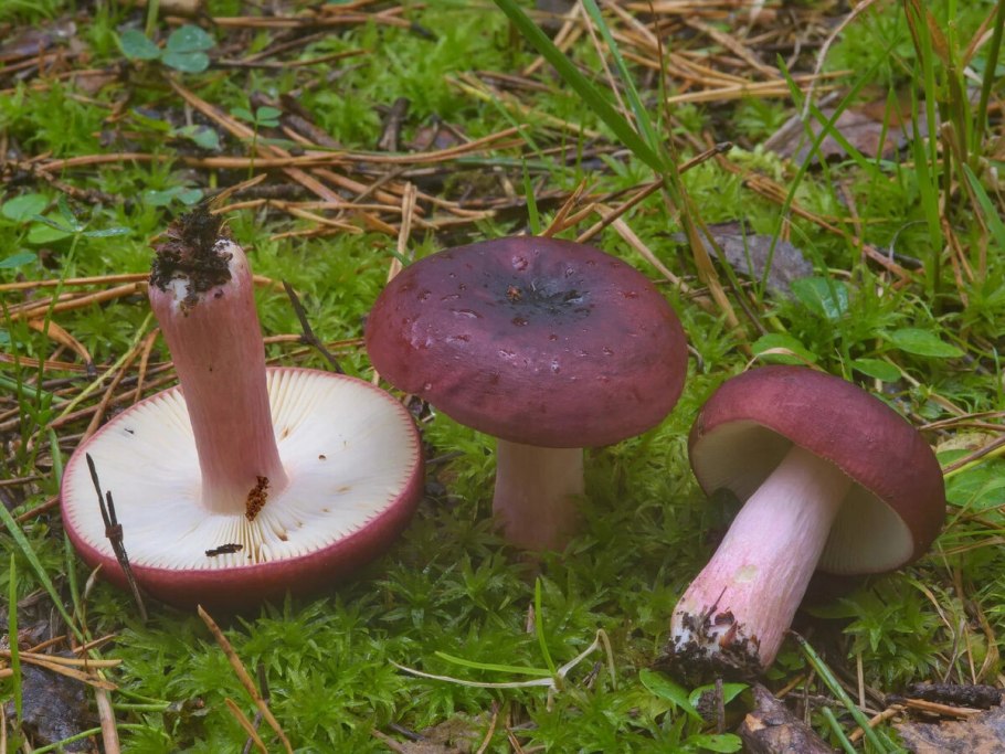 Russula xerampelina