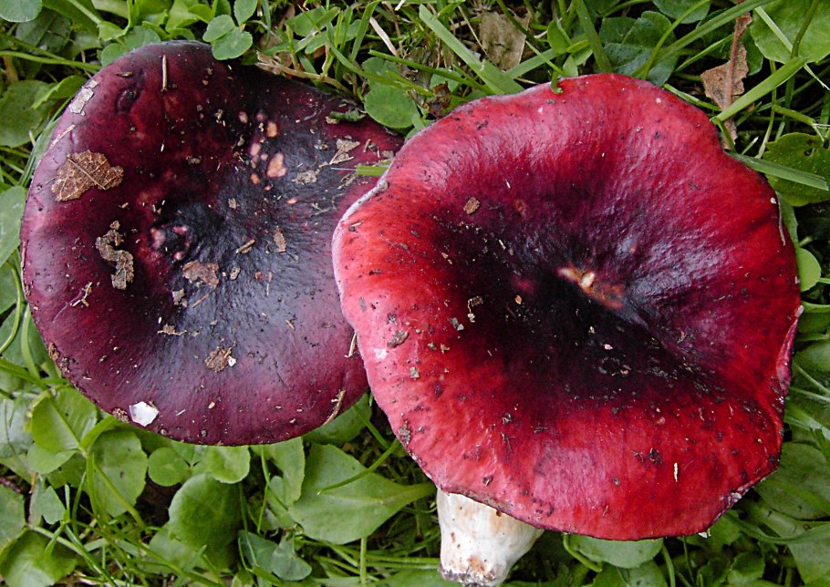 Сыроежка волнистая Russula bresadolae