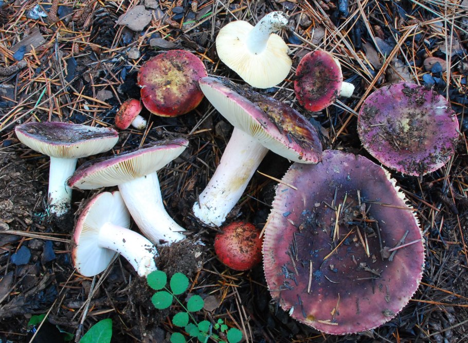 Russula amethystina