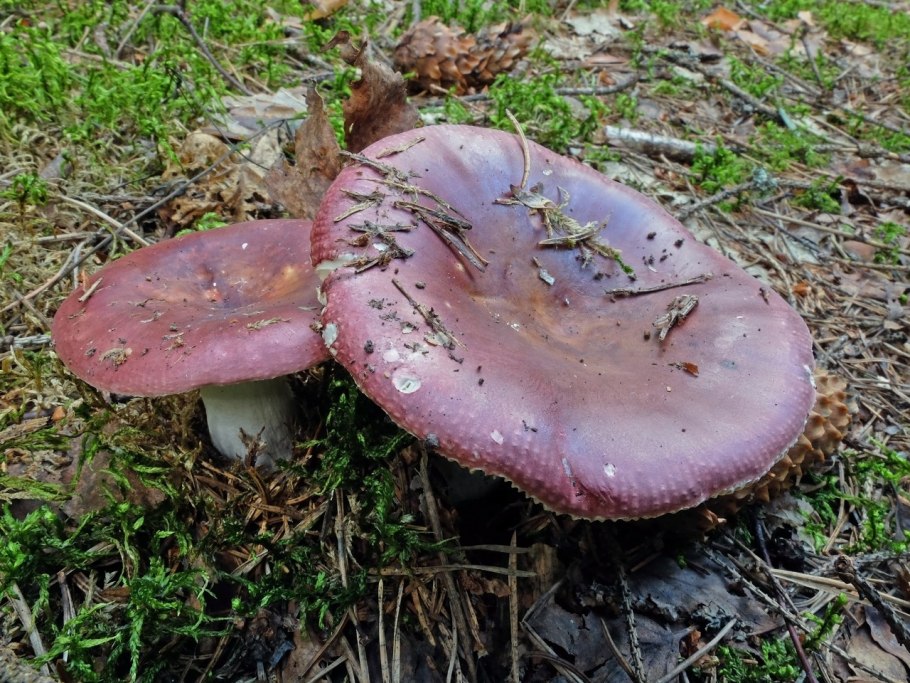 Сыроежка винно-красная