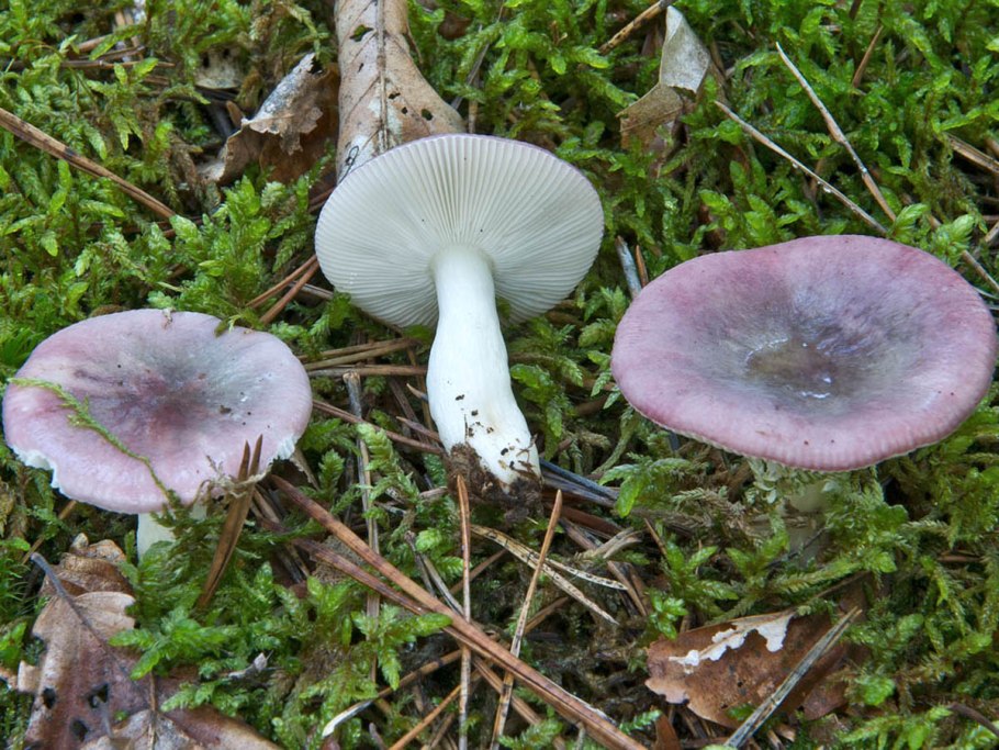 Сыроежка лиловатая